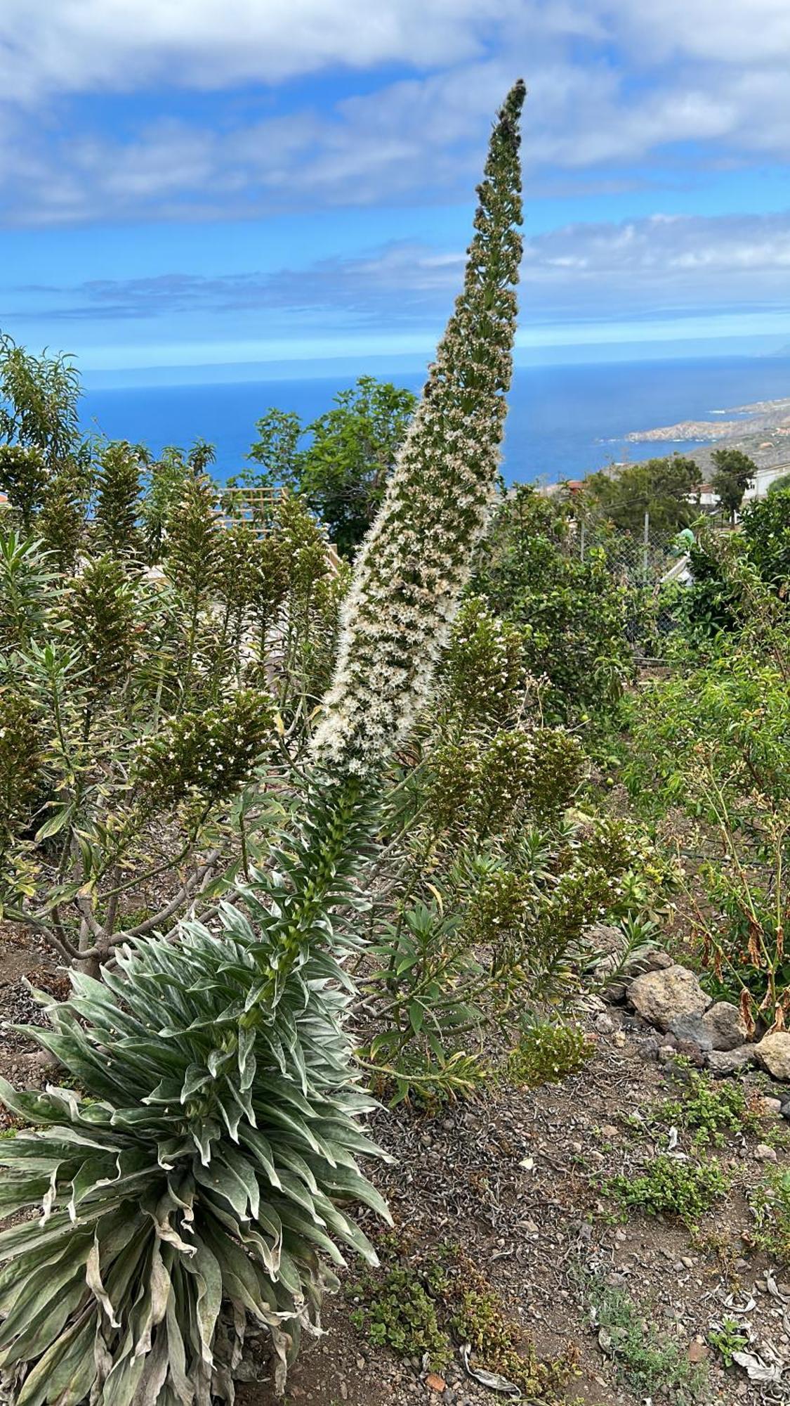 Appartamento Casa La Oliva Garachico (Tenerife)